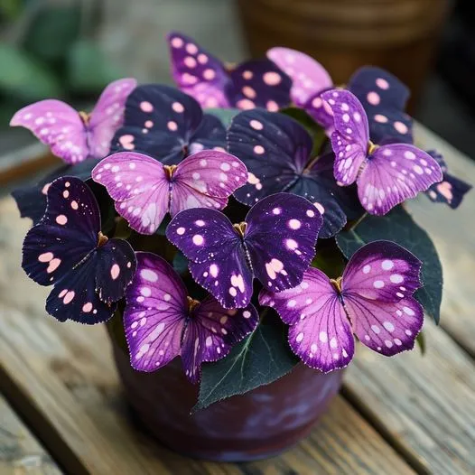 💥New begonias🦋Butterfly begonia seeds🌱Bonsai like never before