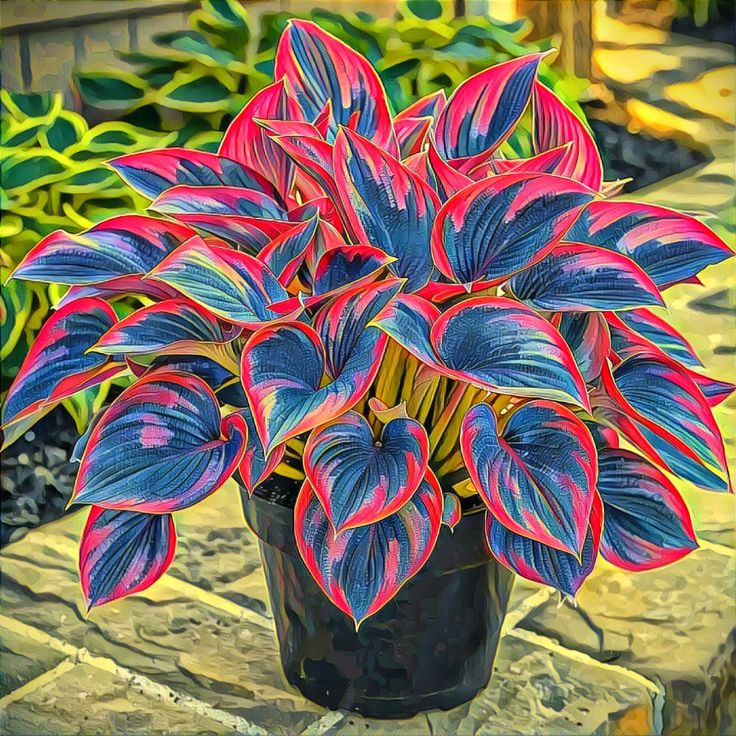 Alocasia magok Neon Blaze cserepekben 🍃