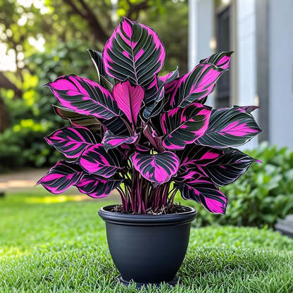 Alocasia magok Neon Blaze cserepekben 🍃