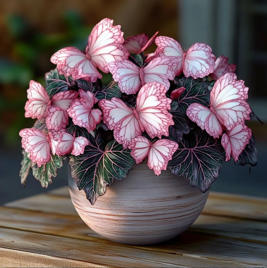 💥New begonias🦋Butterfly begonia seeds🌱Bonsai like never before