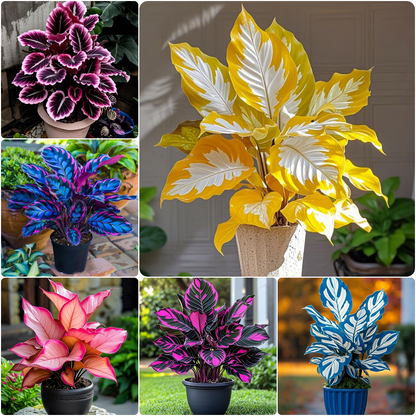 Alocasia magok Neon Blaze cserepekben 🍃