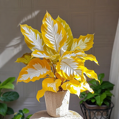 Alocasia magok Neon Blaze cserepekben 🍃