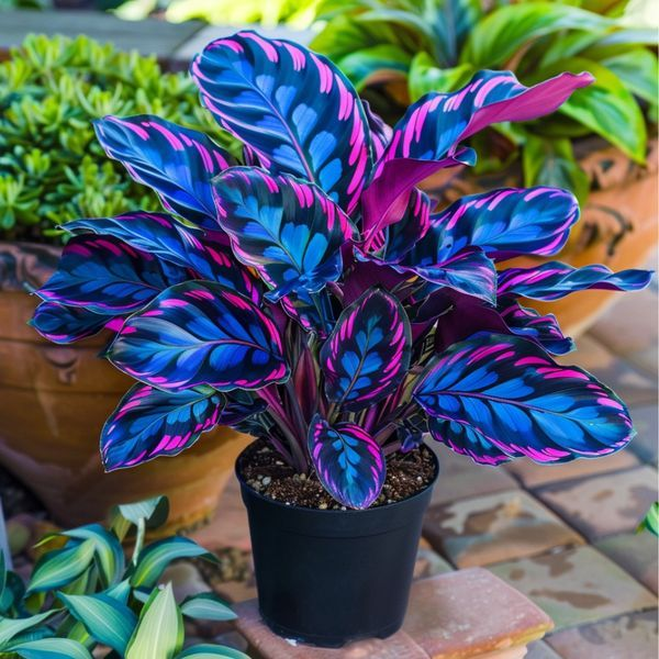 Alocasia magok Neon Blaze cserepekben 🍃