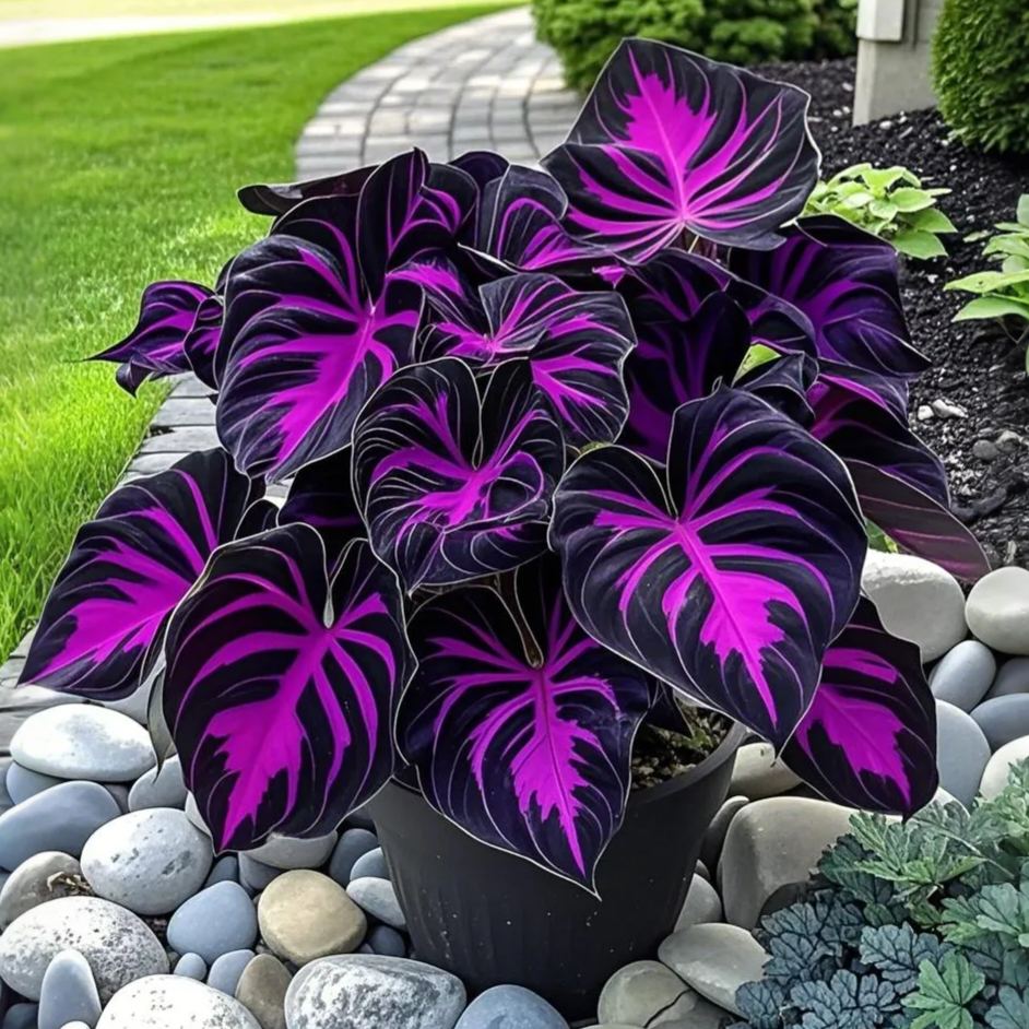 Alocasia magok Neon Blaze cserepekben 🍃
