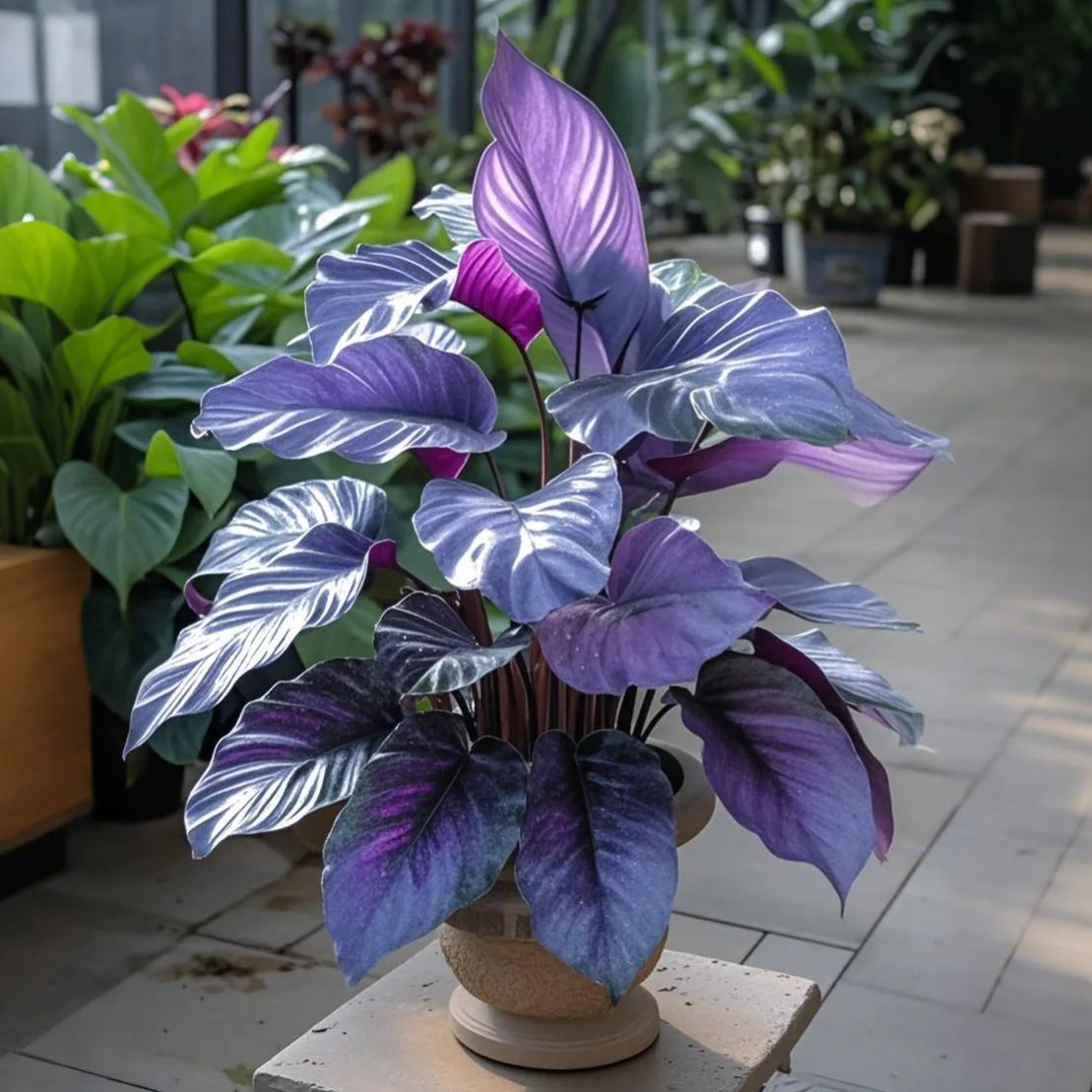 Alocasia magok Neon Blaze cserepekben 🍃