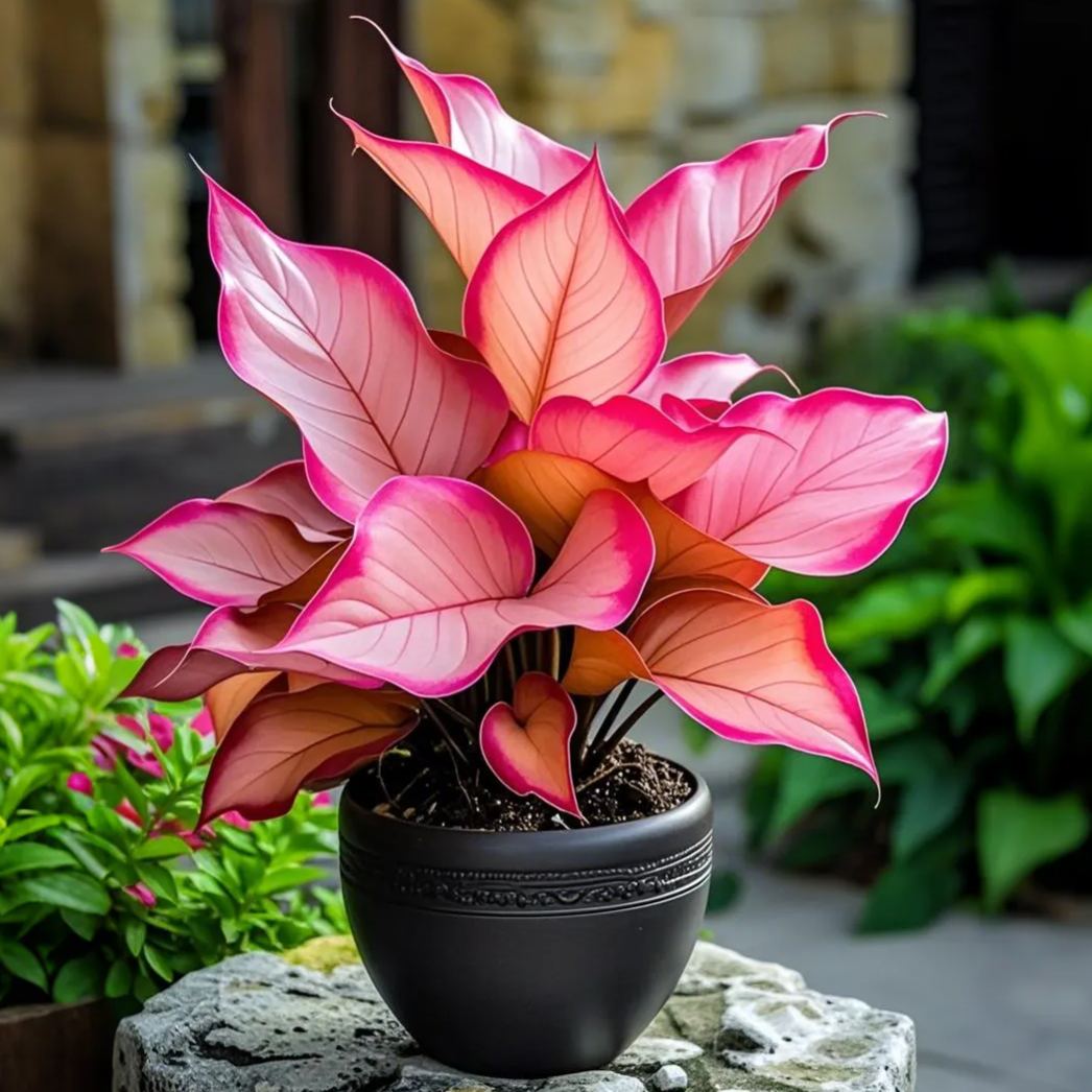 Alocasia magok Neon Blaze cserepekben 🍃